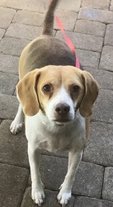 BeagleRescue's tweet photo. Mattie is a 6 y/o 28 lb super sweet Beagle girl who needs a home to call her own.  Wanna meet your new beautiful, best friend? #southeastbeaglerescue https://t.co/Rfur9VMqrb