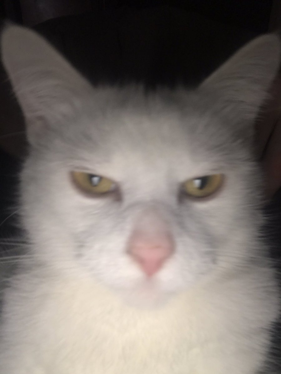 drewmcloud's tweet photo. @SimonRadio1776 Gus is not amused by your shenanigans https://t.co/Gn04y1jLPW
