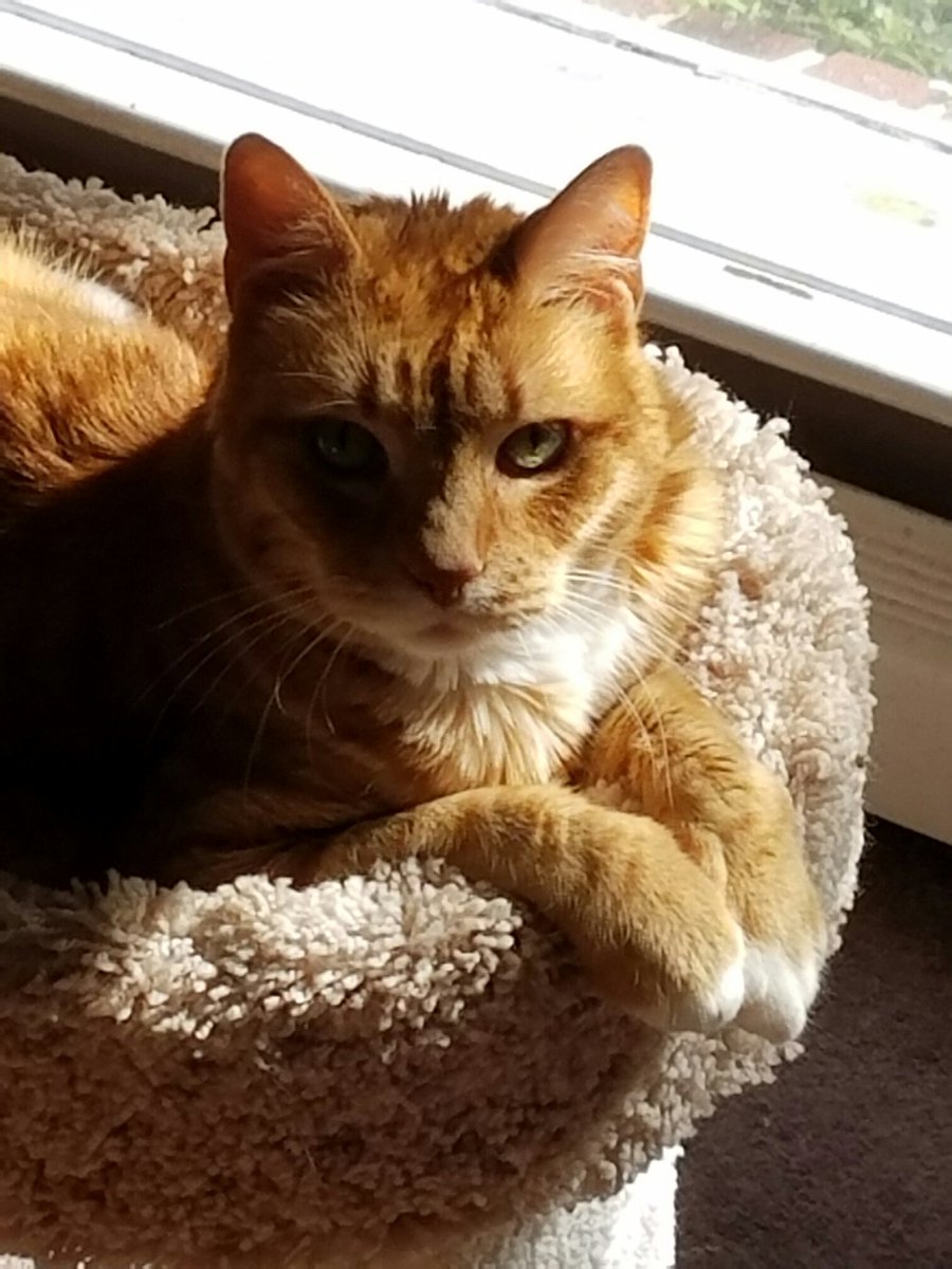 wherwegoin's tweet photo. 19 years old and ready to #pawty
#fox29goodday https://t.co/p2fmGCp4Sp