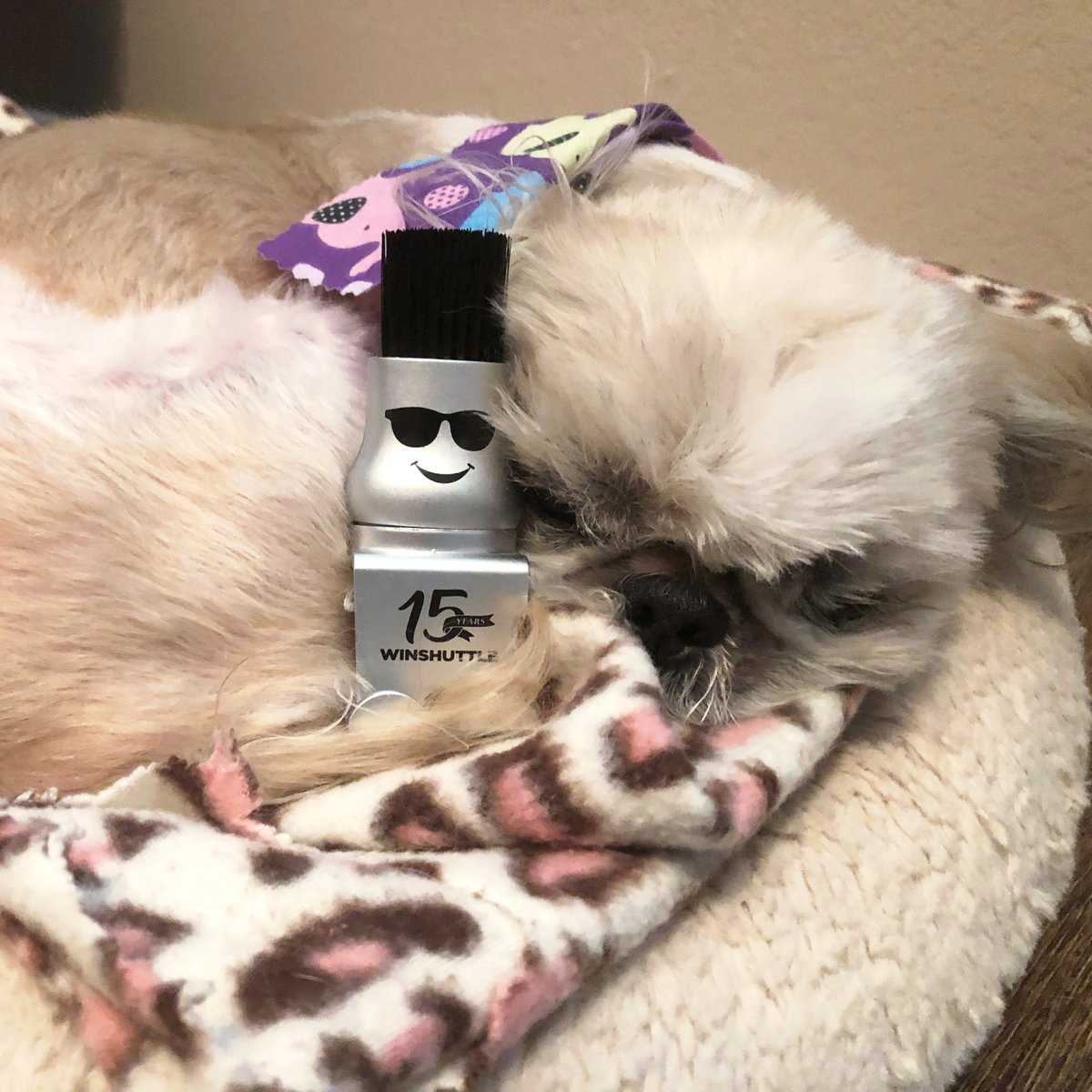 WSBrushy's tweet photo. Happy National Love Your Pet day! This is Miley. I love her every day. #NationalLoveYourPetDay #WSBrushy #Winshuttle https://t.co/YLVH9j81Z6