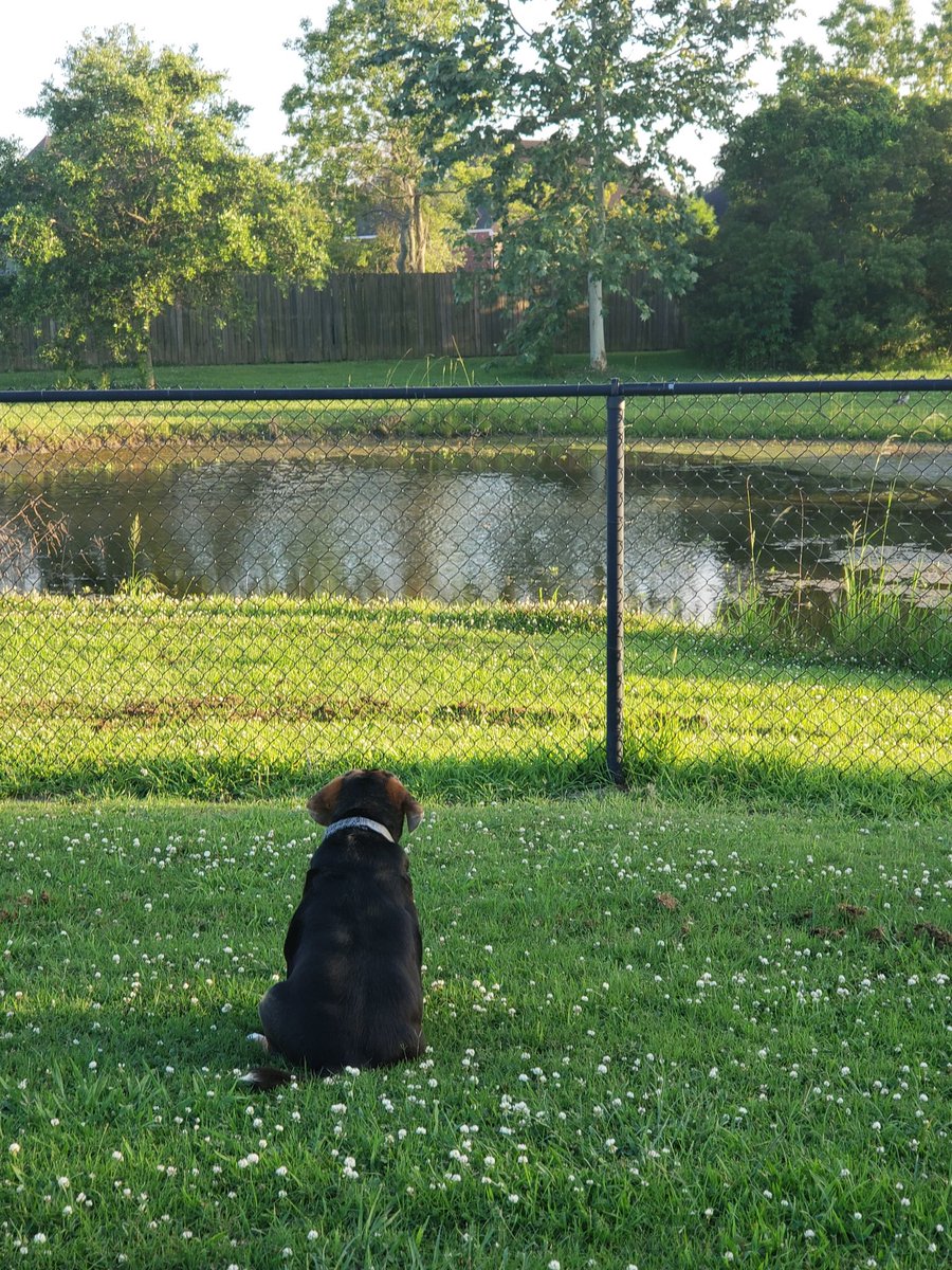 normi bennett (@normibennett) on Twitter photo Good thing momma got me a tracker because I would be gone gone.. <a href="/SprintSouth/">Bryan Trelegan</a> #sprintpetlove Good thing momma got me a tracker because I would be gone gone.. <a href="/SprintSouth/">Bryan Trelegan</a> #sprintpetlove