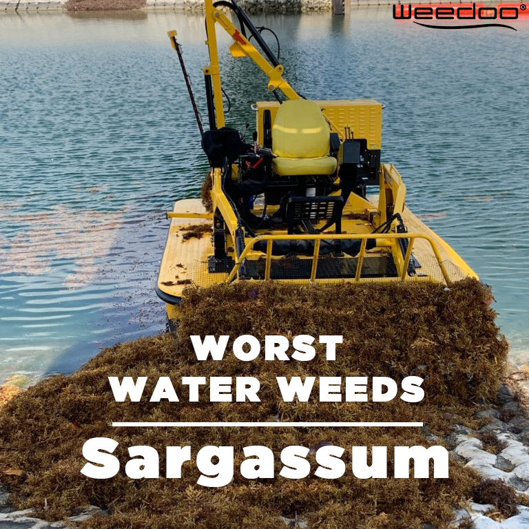 WeedooWorkboat's tweet photo. Sargassum is one of the worst water weeds, but Nothing Cleans Waterways Better Than Weedoo! 🌿
https://t.co/KNm6DHOMMl
.
.
#Weedoo #InvasiveWaterWeeds #PondAlgaeCleanup #DredgingMachines #WeedRemoval #WaterWeeds #Sargassum #WorkBoats #Waterway #Weeds #Blog #Read https://t.co/OWdhQqG1j4