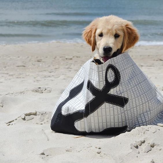SeaBagsMaine's tweet photo. Everyday is #LoveYourPetDay at Sea Bags and pet photos are our favorites! 🐾 #dogsofseabags #petsoftwitter #seabagsighting #dogsoftwitter https://t.co/4eDR1yVo2v
