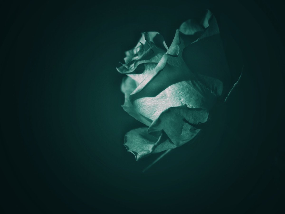 quhl5's tweet photo. Die dunklen Rosen, Teil 1. Vor einem Fenster in der Nacht fotografiert. / The dark roses, part 1. Photographed in front of a window at night. #photography #darkroses #minimalism #roses #mystic https://t.co/tTVlVXilVs