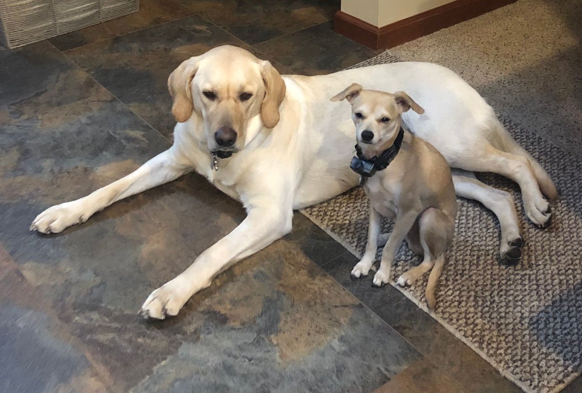 SHS_Chesco's tweet photo. Today is National Love Your Pet Day.  Read about the fun, furry holiday here:
https://t.co/rqS3rotz0m

Do you need help caring for your pet...or yourself?  Contact us.
https://t.co/RFQO379O1P https://t.co/bAgjrkVQdd