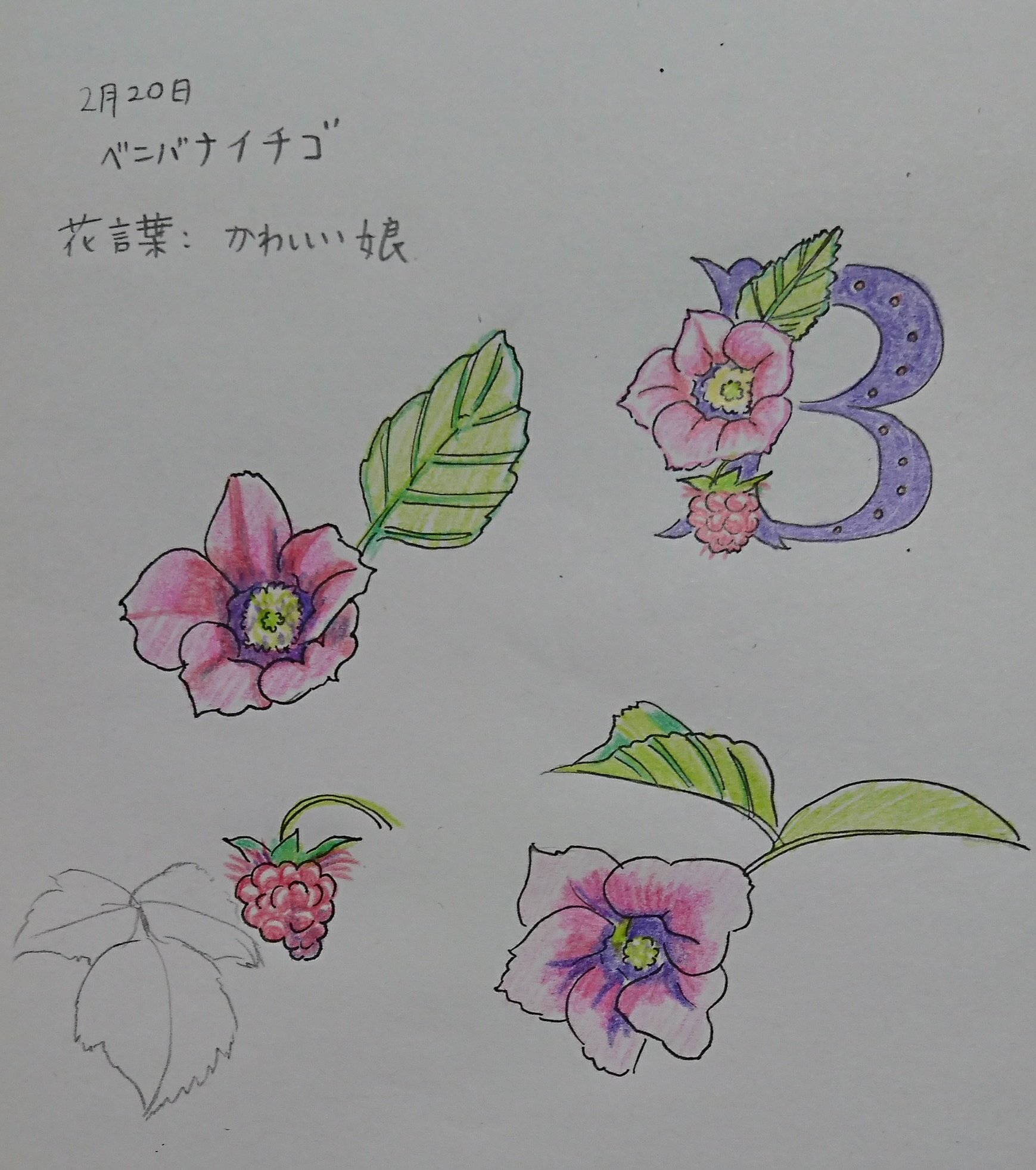 バル 誕生花 2 ベニバナイチゴ 花言葉 かわいい娘 日本で唯一赤い花をつけるイチゴ 小さいが見映えのする花 です 苺の実は観賞用だけど食べられる Anna Sui風の色にしてみました お絵描き好きさんと繋がりたい イラスト好きと繋がりたい