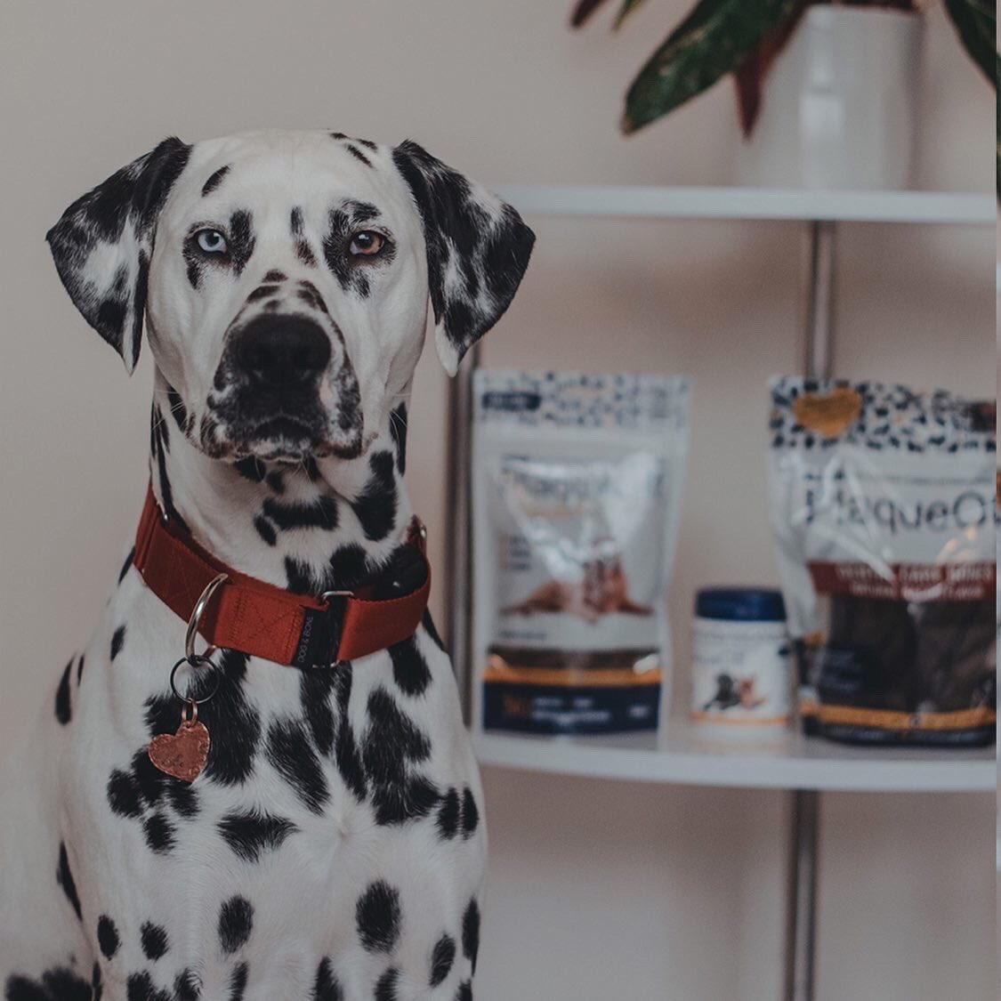 swedencareuk's tweet photo. Guarding the Goods ✋ @polka_dot_loki .
.
#PlaqueOff #PlaqueOffPowder #PlaqueOffDentalBites #PlaqueOffDentalBones #Plaque #Tartar #BadBreath #Dalmatian https://t.co/7BJkzHk6zD