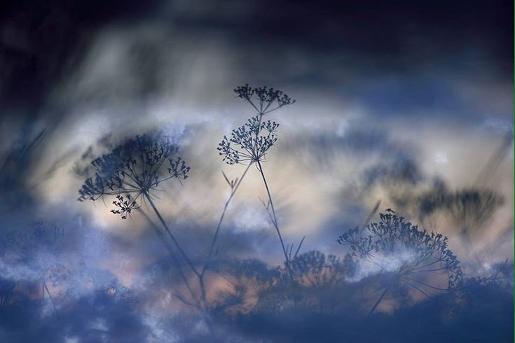_ui1422's tweet photo. Slowly without hurry 
The mountainside changes hue
Moonlit night 

       Kawakami Fuhaku

🎥 Sandra Bartocha https://t.co/IoL951gQjm
