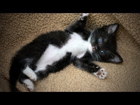 MeowMoeDotCom's tweet photo. Funny Cats π±π Playful and C ...
#Cats #Cat #Kittens #Kitten #Kitty #Pets #Pet #Meow #Moe #CuteCats #CuteCat #CuteKittens #CuteKitten #MeowMoe
#AnimalFailsCompilation #CatsClumsiness #CatsFailsCompilation #CatsVideo #ClumsyAnimal
https://t.co/QzAkVUS7Qe
. https://t.co/xtbjdJWHhy