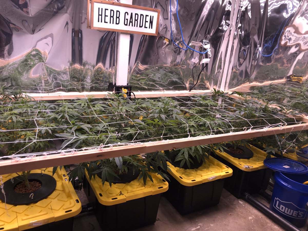 Jen💋 (@j3nnlkiss) on Twitter photo They seem to love their new home! Veg state for 10 more days and flower will be triggered!! The first three plants are from <a href="/Ontariogenetics/">Ontario Grown Genetics</a> wedding cake, three blue kings and krystalica! The last plant is a <a href="/BarneysAms/">Barney's Farm</a> blue gelato that I won over at <a href="/PercysGrowRoom/">Percys Grow Room</a> 😆👍🏼😊🌱 They seem to love their new home! Veg state for 10 more days and flower will be triggered!! The first three plants are from <a href="/Ontariogenetics/">Ontario Grown Genetics</a> wedding cake, three blue kings and krystalica! The last plant is a <a href="/BarneysAms/">Barney's Farm</a> blue gelato that I won over at <a href="/PercysGrowRoom/">Percys Grow Room</a> 😆👍🏼😊🌱
