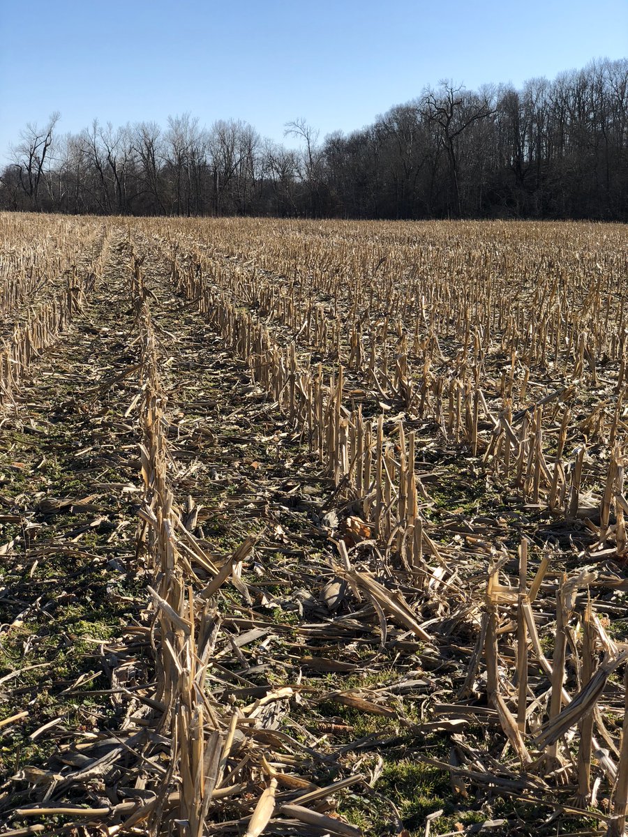 Dweezze's tweet photo. Can’t wait till Friday to go shed hunting! Can you find the needle in the haystack? #savingtractortiresoneatatime #alltiresmatter #shedrally #wheresitat #retweetifyouseeit https://t.co/JRYj9ar3Lm