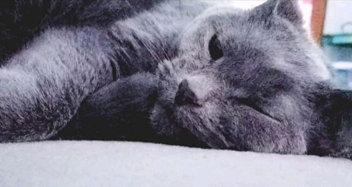 SHIELD_RU's tweet photo. Happy National Love Your Pet Day! Show us pics of your lovely pets ❤🐾
#nationalloveyourpetday #rochesteruniversity #shieldmedia https://t.co/qeL6cGbIEn