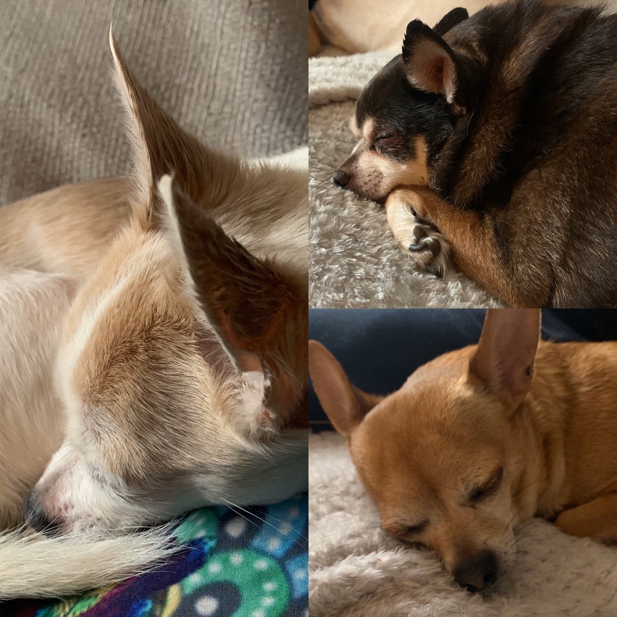 LouisMac9's tweet photo. Snoozies after a very wet and windy walk with our cousins today ❤️ https://t.co/E7Y0Whzaew