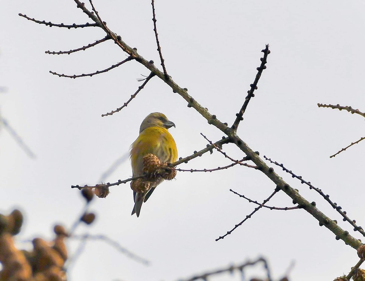 Finally came across a few flocks of Crossbill with @Lukehepps79 on Tuesday. Will definitely be returning to see these attractive birds @BTO_Wilts @_BTO @BirdwatchExtra @UKBirdsWildlife @wildlife_uk @britishbirds @WiltsWildlife #crossbill #britishbirds #ukbirds