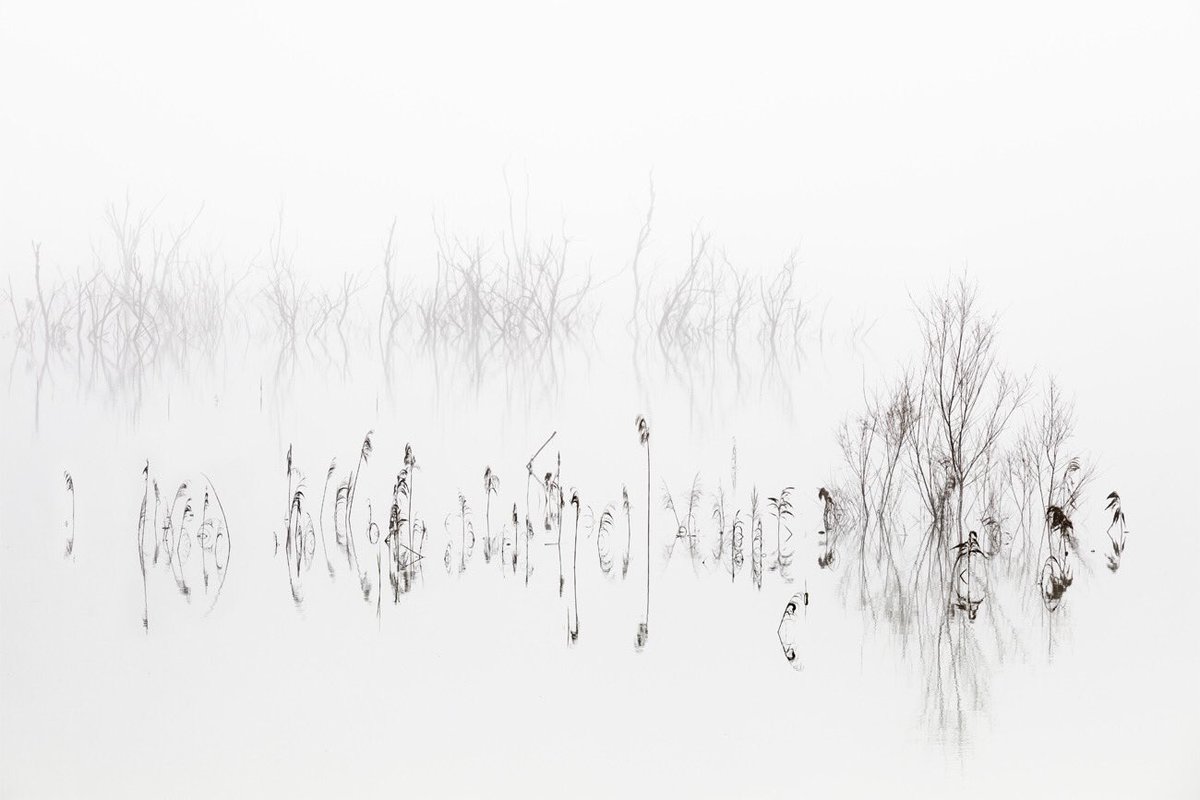 'Vegetal Symphony' © 2020 David Frutos Egea
#canon #photographer #minimal #fineart #fog #water #lagoon #waterscape #blackandwhite #longexposure #photography #nd #davidfrutosphoto #landscape #landscapephotography #monochrome #monovisions #portfolionatural @CanonEspana #equipocanon