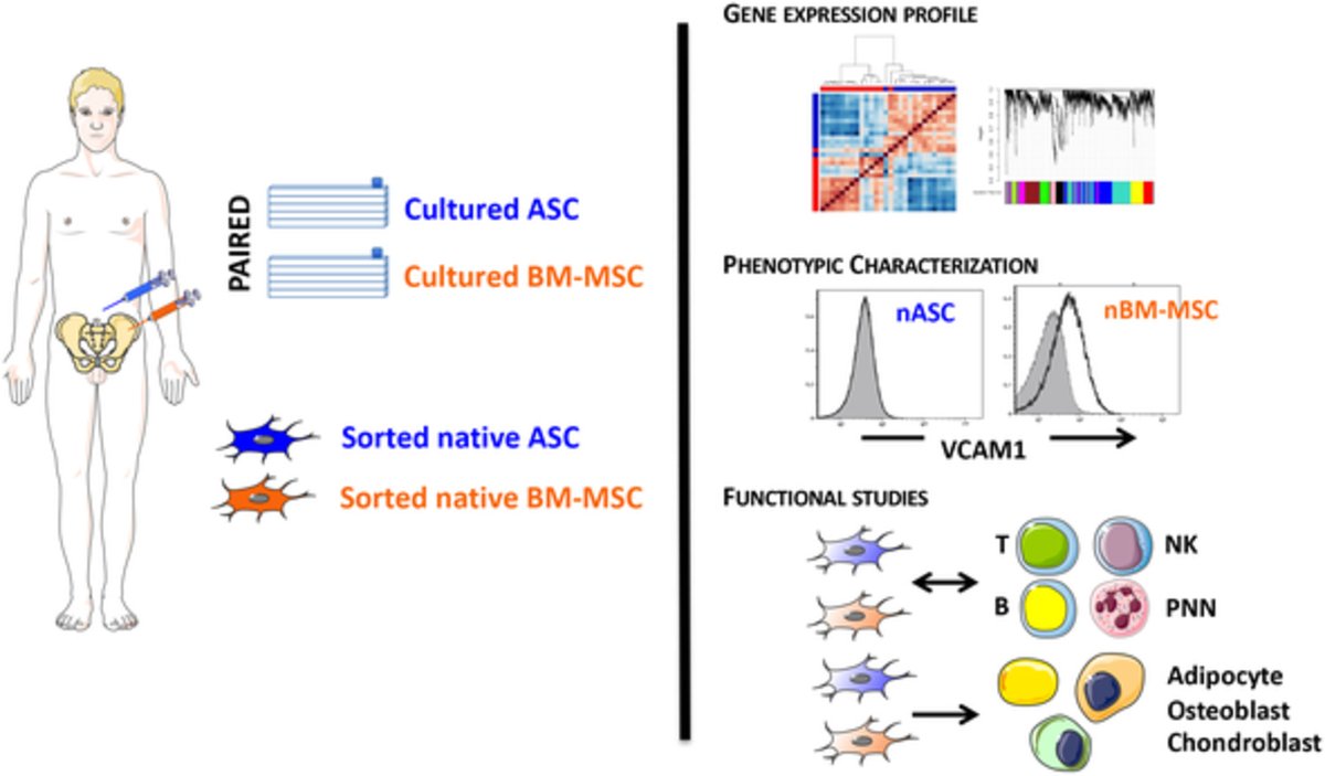 StemCellsJournl's tweet photo. Integrated transcriptomic, phenotypic, and functional study reveals tissue‐specific immune properties of mesenchymal stromal cells

#adipose #stemcells #BMSCs #immunosuppression #immunogenicity #geneexpression #cellinteractions #IFATS https://t.co/83PzdR1ssP https://t.co/2DkIqryTM6