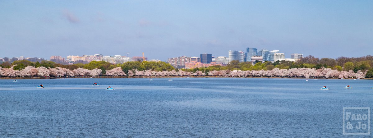 hoversolutions's tweet photo. Hey, @NatlParkService and @washingtondc, if you want drone aerials of the cherry blossoms, now's the time to start working on that authorization! #callme #wecandoit #hoversolutions https://t.co/f4leMJazTs https://t.co/3s98S7OSbw