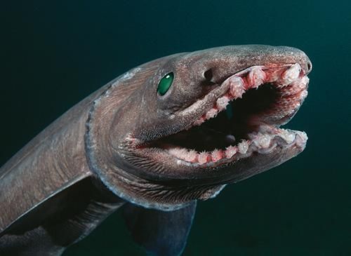 DrWildlife's tweet photo. When "slimy" cephalopods are your main source of prey, you have to make sure your mouth is up for the task! That's the primary reason Frilled sharks have evolved many rows of small, needle-like teeth - making it more difficult for prey to escape.

#TeethThursday https://t.co/7e7ZFkAZle