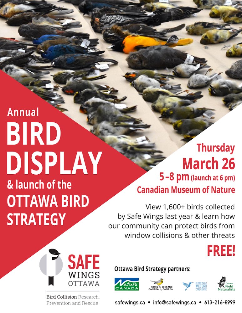 SafeWingsOtt's tweet image. Join us at our Annual Bird Display on March 26. This year we are excited to launch the Ottawa Bird Strategy with @NatureCanada @WildBirdOttawa @BirdsCanada @OttawaFieldNat #ottawabirddisplay #ottawabirdstrategy