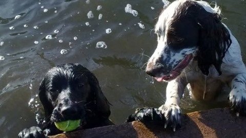 Zero_One_Ltd's tweet photo. #NationalPetDay is definitely course for celebration here at ZeroOne.  We don't have Otto and Albie wrapped up in ZeroOne merchandise but we do have a really cool throwback picture of them. https://t.co/QkksTTHuKu