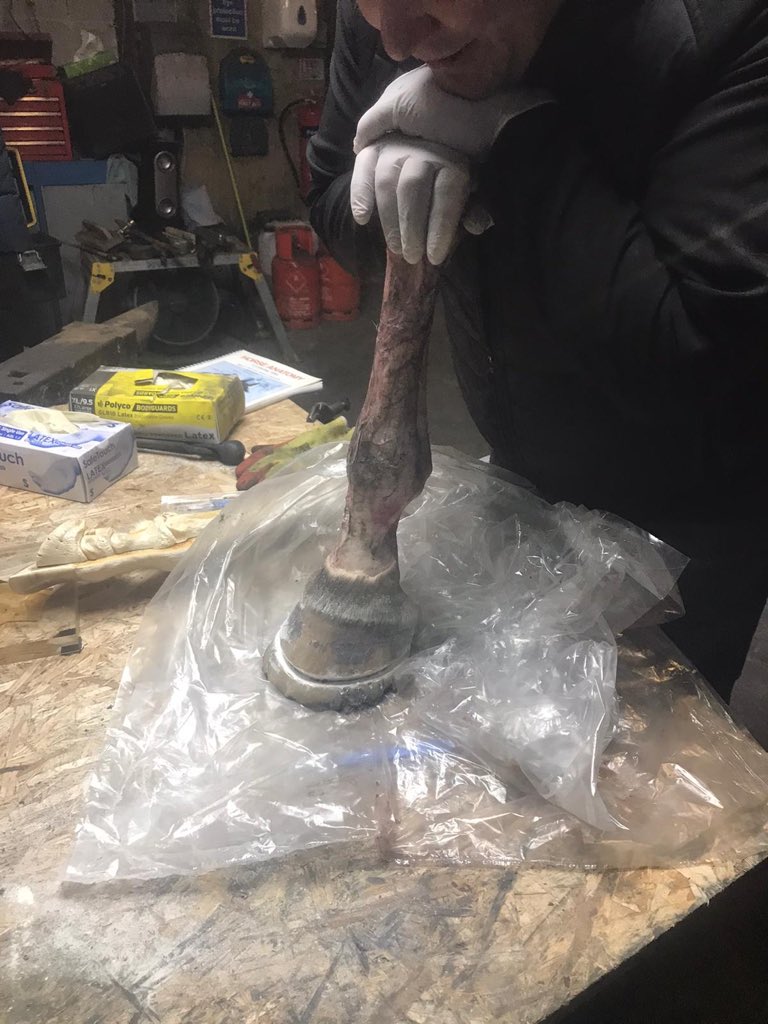 aberdeenriding's tweet photo. How best to prepare our staff for the anatomy section of their @BritishHorse Stage 4 care? Call in the big guns! Or in our case our amazing farrier to do a leg dissection for them! Nothing like seeing all the anatomy in the flesh to understand it! https://t.co/v5axWv7t1r