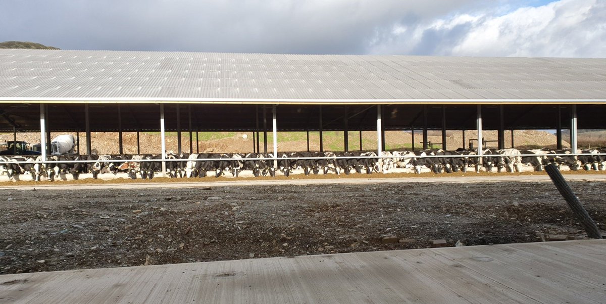 Beckside_Farm's tweet photo. A view I just can't get sick off, cows just fed post afternoon milking #teamdairy #Februdairy #milk @mission4milk @CowPlan @WaikatoMilking @wilsonagri @teemoreengltd @PKshutters @Xchangerltd @LMBateman79 @StorthLtd @wolfendeninfo https://t.co/M4mX9ZjTZl