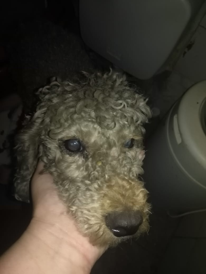 Rulo necesita atención veterinaria además del ojo que no ve! Tiene unas mordidas en el brazo y orejas me ayudan a poder llevarlo al vete? Por favor🙏sino podes colaborar con 10/20/50 pesos rt por ahí otro pueda !!! GRACIAS #ayudameaayudar #BuenJueves