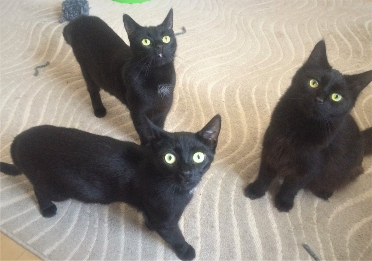 #LoveYourPetDay especially the #blackcats it's rare to get a pic of all three of my girls together!