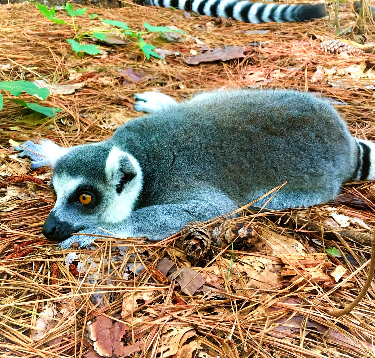 tamarakumpan's tweet photo. Fun fact: Lemurs also lay in catloaf position! Jones the ring-tailed lemur demonstrates the "lemur loaf" 🍞🐵...or cattaloaf? @DukeLemurCenter #lemurcatta #Science https://t.co/vHksuqNxKQ