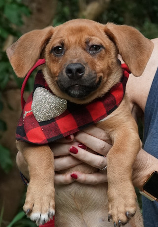 nyshelterpets's tweet photo. 🐕 Pick up #AKEELA now! #dogsoftwitter She needs your TLC! #AnimalLove ❤️ https://t.co/2FMykKKZes https://t.co/TMNYccUJjl