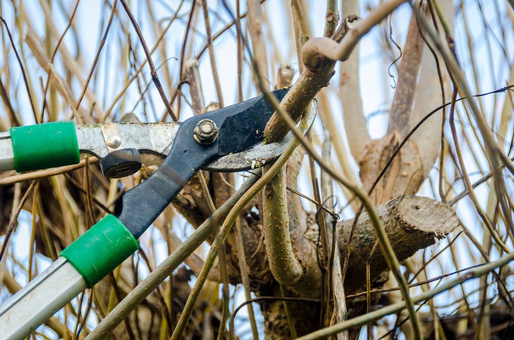 LAsBestTreeSer1's tweet photo. High-quality tree services, the best tools, the most complete insurance for your safety and the best customer service.
Learn more:
☎️ (424) 404-8557
https://t.co/5no2zbWtKt
#lasbesttreeservice #besttreeservice #LA #treetrimming #treetrimminglosangeles #treeremovallosangeles https://t.co/UuEvAlJKTj