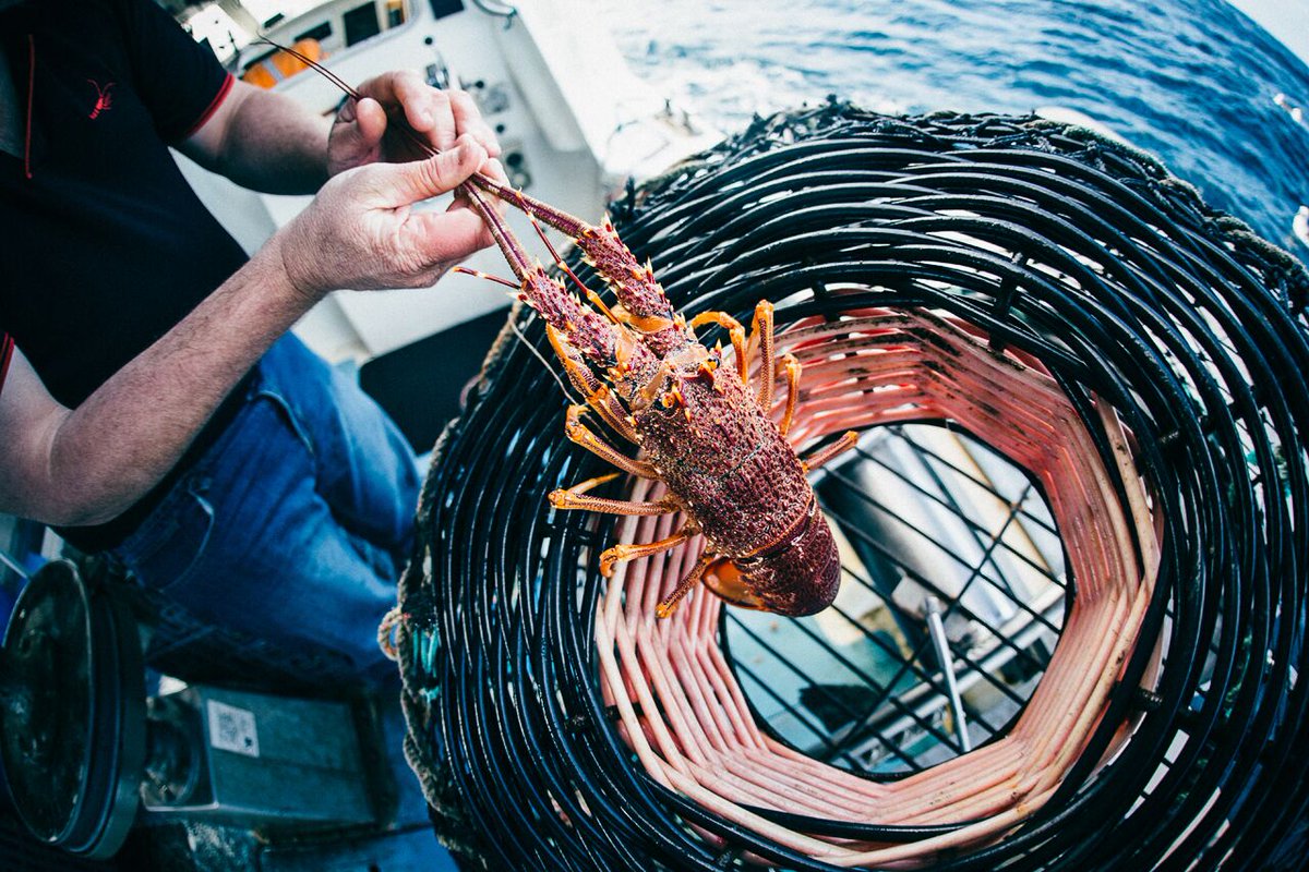The fishermen have worked hard to bring you your favourite seafood! Amazing #southaustralianlobster is the wow factor for any table!
#valetinesday
#seafoodsplurge
#australianseafood
#fergusonlobster
#fergusonaustralia