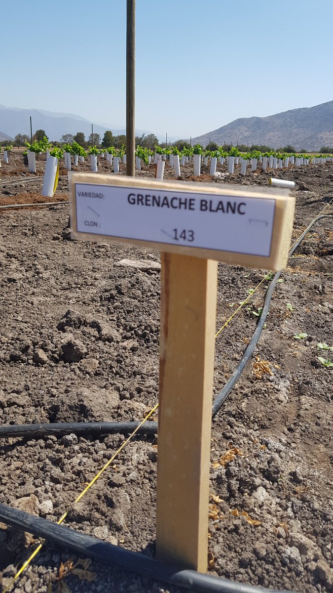 Nuevas opciones  para hacer frente al cambio climático.  Dos blancos mejor adaptados a las altas temperaturas, de gran acidez y - lo más importante - que producen muy buenos vinos.