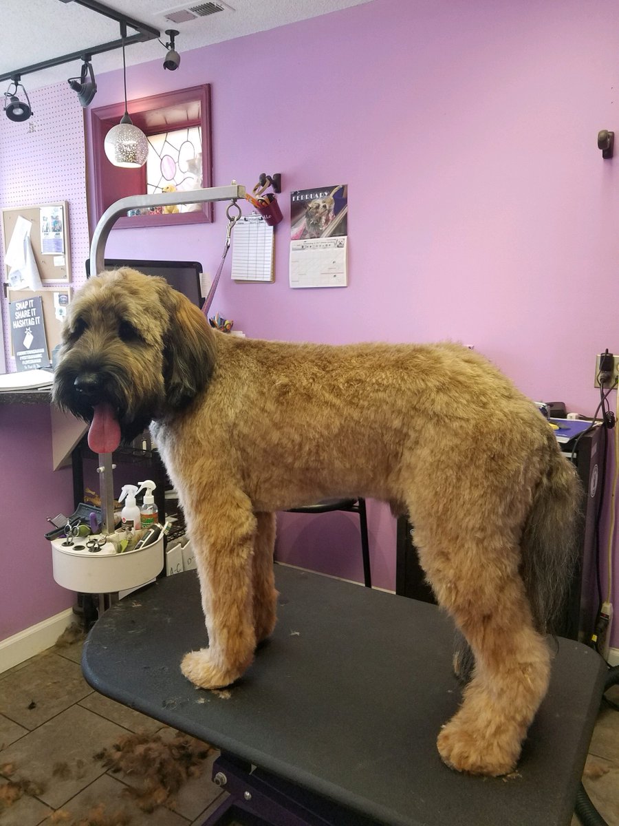 plumpuccisalon's tweet photo. Sarah did a great job on Vlad. Another happy customer!
.
.
.
#plumpuccisalon #plumpuccigraham #shoplocal #shopsmall #briardsofinstagram #briardstagram #briards #dogsofinstagram #dogs #groomersofinstagram #doggroomers #doggroomerslife https://t.co/iSfPn3bGTh