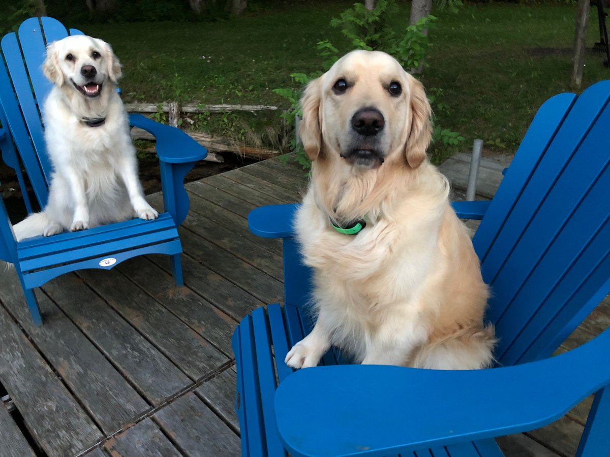 EmergoRecovery's tweet photo. Happy #LoveYourPetDay!

Gracie and Maslow are a big part of our team at Emergo Recovery. Both are registered emotional support services dogs - and they LOVE their job. What’s their job? To give lots of LOVE!  🐶

#EmotionalSupportAnimal #EmotionalSupportDog #MentalHealth https://t.co/jetPphCnRZ