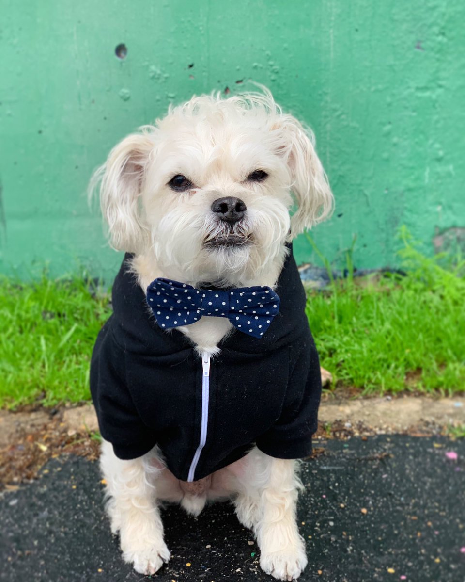 Kaxan_KXAN's tweet image. When you’re trying to look your best to meet your new @austindogrescue foster bro, but Mother Nature would prefer you have a bad hair day. 🤪 #firstworlddogproblems #atxwx #austin
