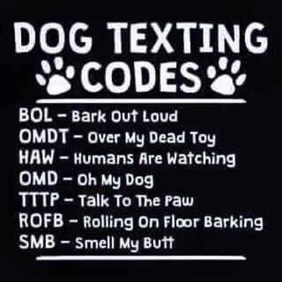 CampMutt's tweet photo. #text #dog #Dog #code https://t.co/aXfVEnUW2M