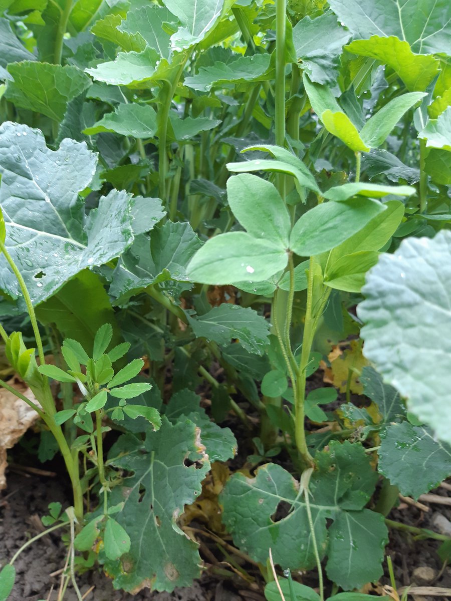 maxime touzaint tweet media