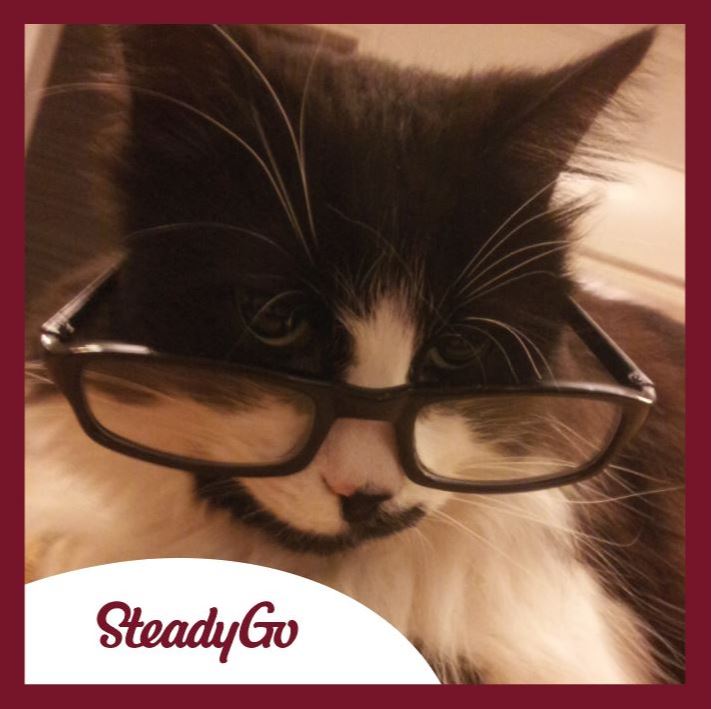 SteadyGo tweet media