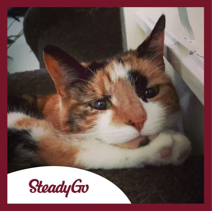 SteadyGo tweet media