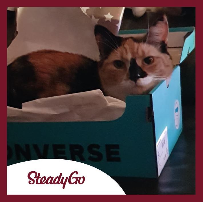 SteadyGo tweet media