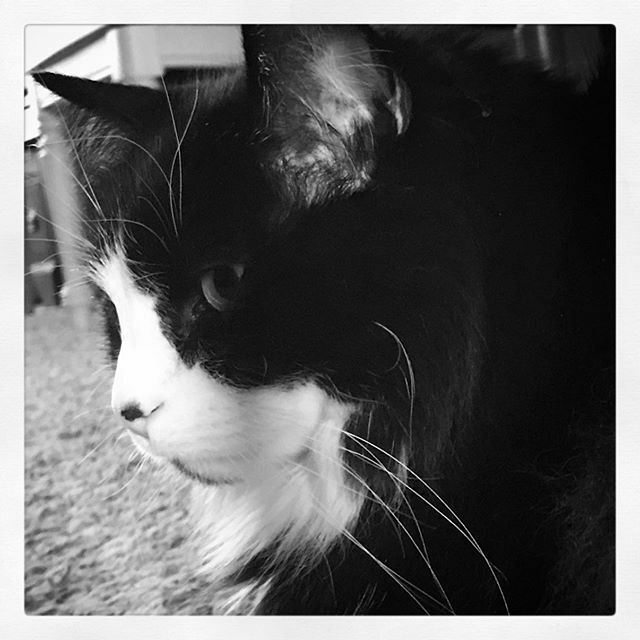 DeadCatDiaries's tweet photo. My beautiful boy
… … … … … … … … … … … … 
#gomiehasmyheart #babyboy #kitty #catsofinstagram #bwphoto #tuxedocat #rescuecat #adoptdontshop https://t.co/nJXVVmh0ju