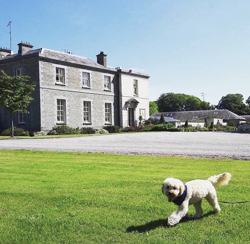 Tankardstown's tweet photo. It's #Nationalloveyourpetday and our guests and Tankardstown Brides and Grooms certainly know how to show their dogs they love them 🐶❤️ Whether it's bringing them for a dog friendly stay, or including them in their wedding day! #dogfriendlyhotel #dogfriendlyweddingvenue https://t.co/uC30Q0QEu3