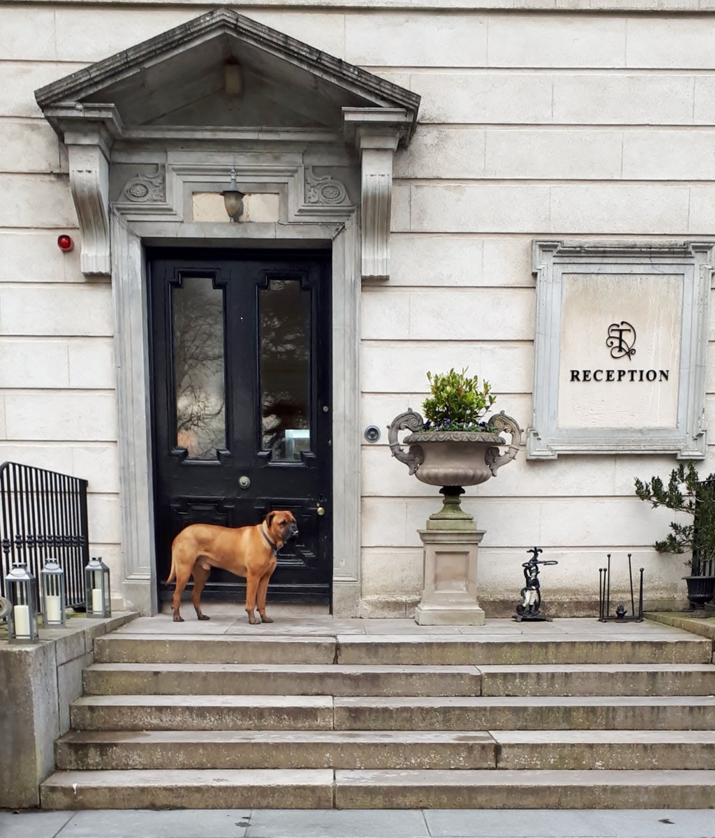 Tankardstown's tweet photo. It's #Nationalloveyourpetday and our guests and Tankardstown Brides and Grooms certainly know how to show their dogs they love them 🐶❤️ Whether it's bringing them for a dog friendly stay, or including them in their wedding day! #dogfriendlyhotel #dogfriendlyweddingvenue https://t.co/uC30Q0QEu3
