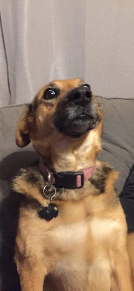 MandyDMartines's tweet photo. #thursdaymorning
#LoveYourPetDay 
#allattitude
#mysadie https://t.co/poIHD4IIoJ