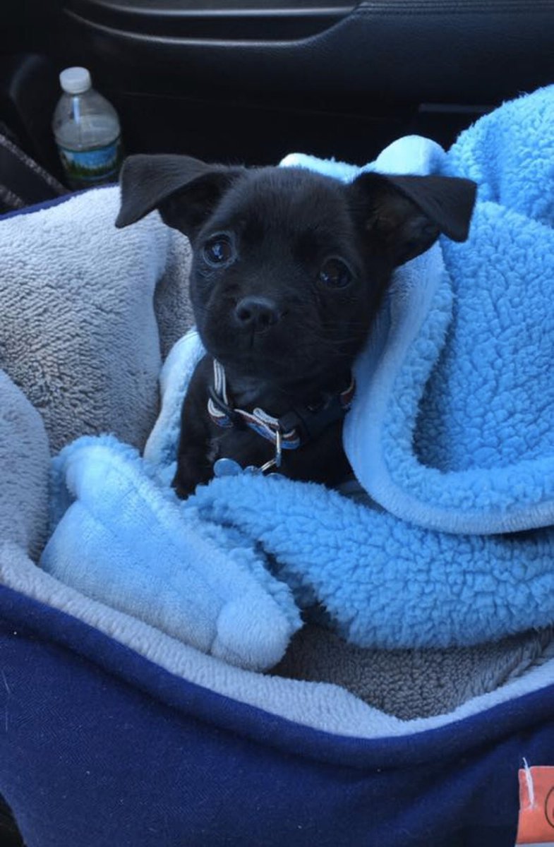 Sarahh_Johnson3's tweet photo. @Brittany_broski Chihuahua mix, 8 weeks old 2.6 lbs 😍😍🐶 https://t.co/Vsmyqx6b2a