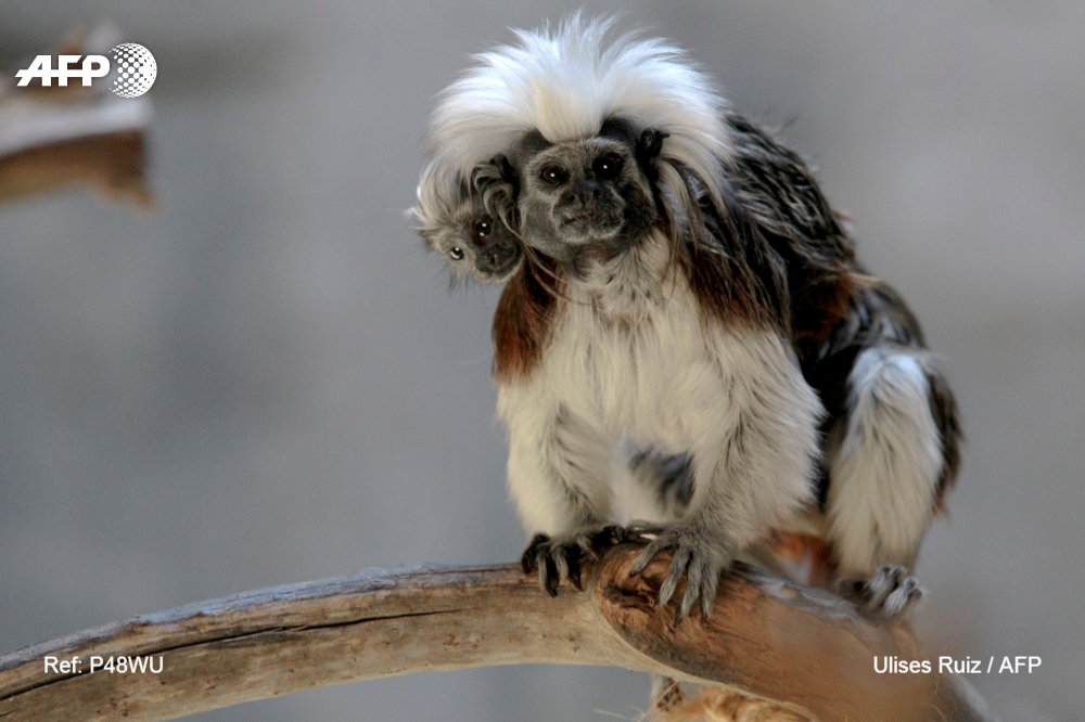 Ver imagen en Twitter