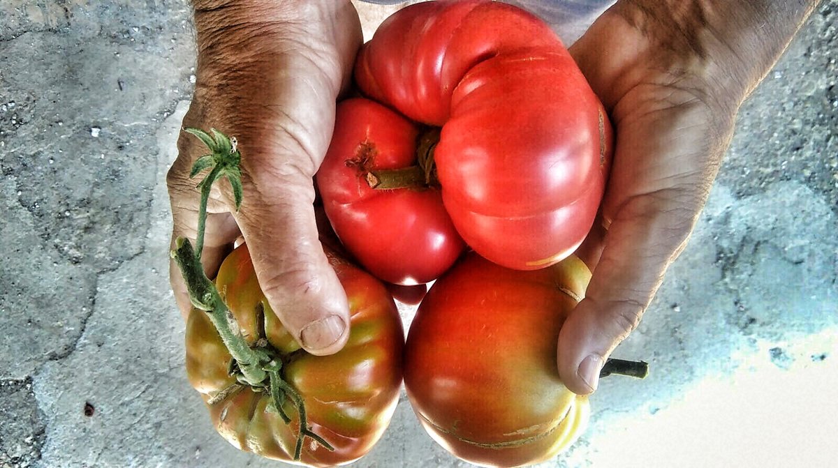 MasPrinces's tweet photo. Keeping our roots and sharing them with all of you.
Cuidar y compartir nuestras raíces.
Mantenir i compartir les nostres arrells.
#MediterraneanDiet #delicious https://t.co/hM0CqZywxj https://t.co/SL8O7Pxv4e