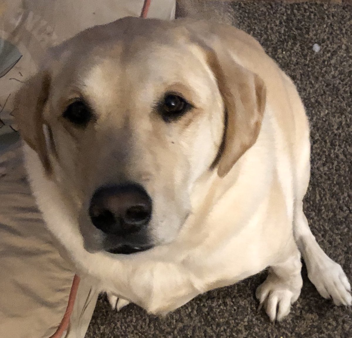 DogBerryBrewing's tweet photo. Gun Dog, A Dry American Stout, sneak peek today, official release party Friday 21st! Dry, clean, toasty with a hint of a hop bite. This Dog Will Hunt! Another in our line of charity fundraiser beers. #stout #gundog #thisdogwillhunt #stoutseason #goodboy #retrievethis https://t.co/rIiJ6MOGg6
