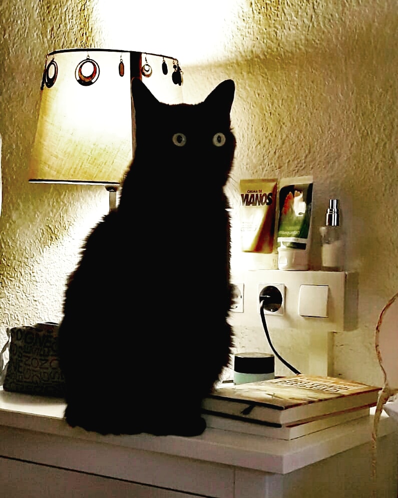 portoxrafa's tweet photo. En el #DíaInternacionalDelGato nuestro #Baghee os quiere saludar..... #bagheera #cat #mycat https://t.co/MLDO7w3dJ6